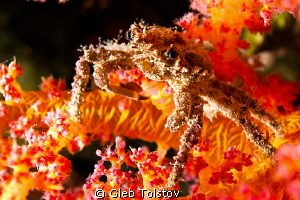 A crab on a soft coral by Gleb Tolstov 